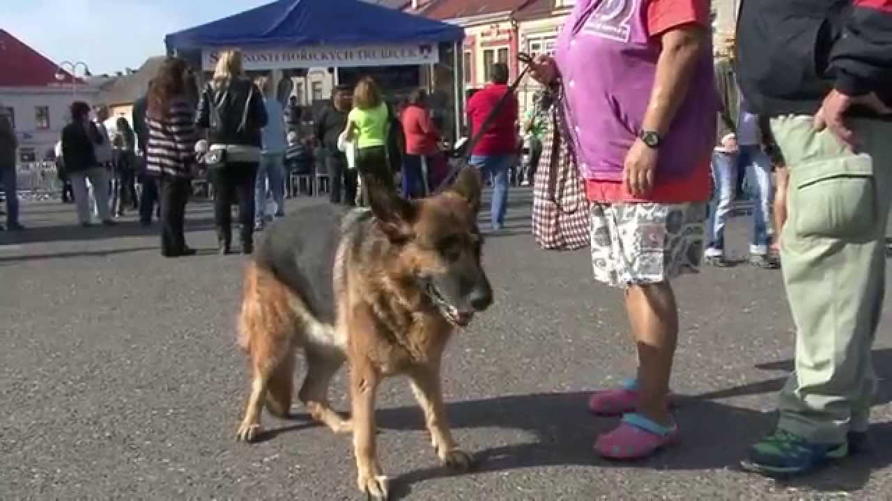 Slavnosti hořick&yacute;ch trubiček 2015.