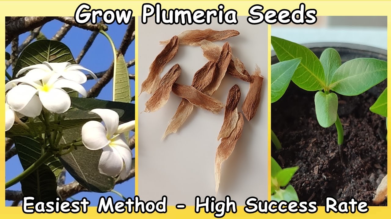 Plumeria Seed Planting - Super Easy Method! Super High Success Rate! (Frangipani Plant)