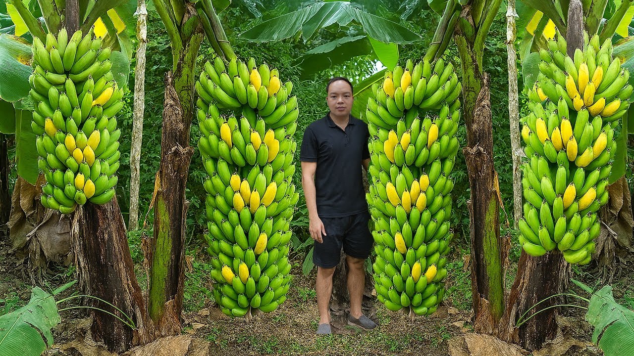 350 days LIVING IN THE FOREST, Harvesting Bananas, Growing upland rice