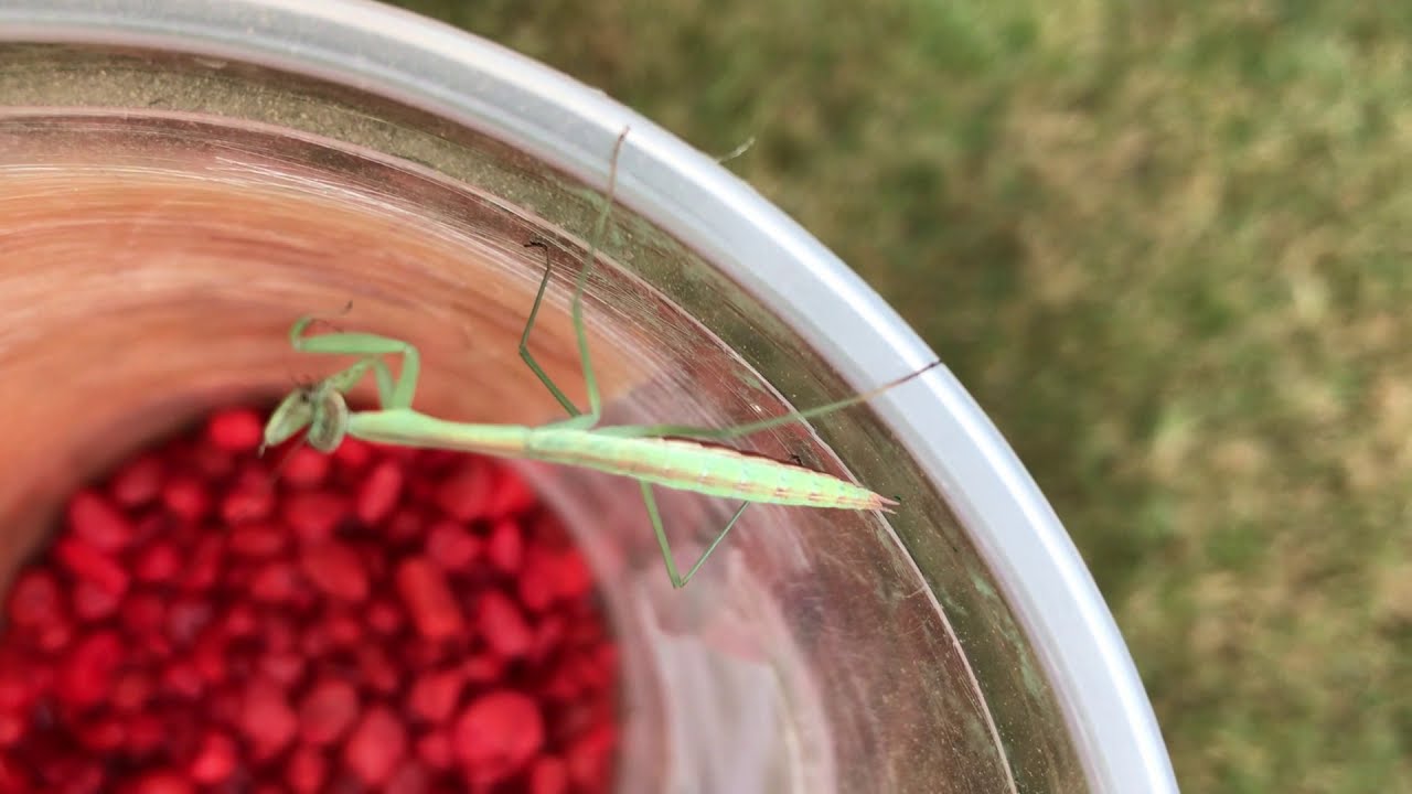 Praying mantises - 36 days old #prayingmantis