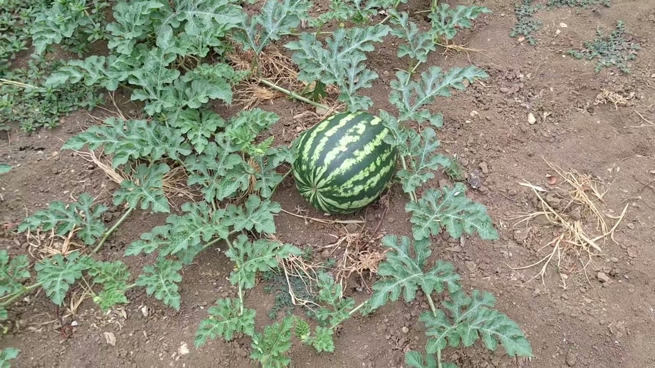 Отглеждане на Диня и Пъпеш.