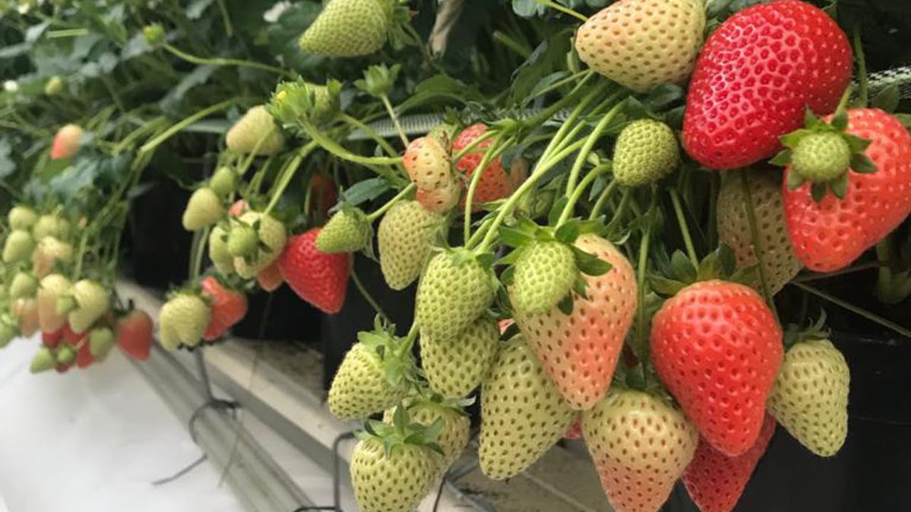 „Zakładamy nową plantację truskawek! Od czego zacząć?”, 28.03.2021