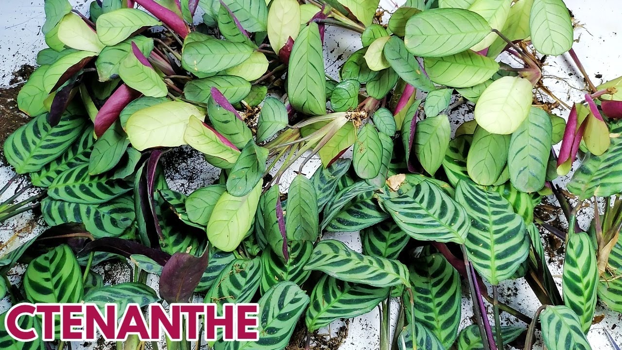 ctenanthe reproduccion CHUYITO JARDINERO