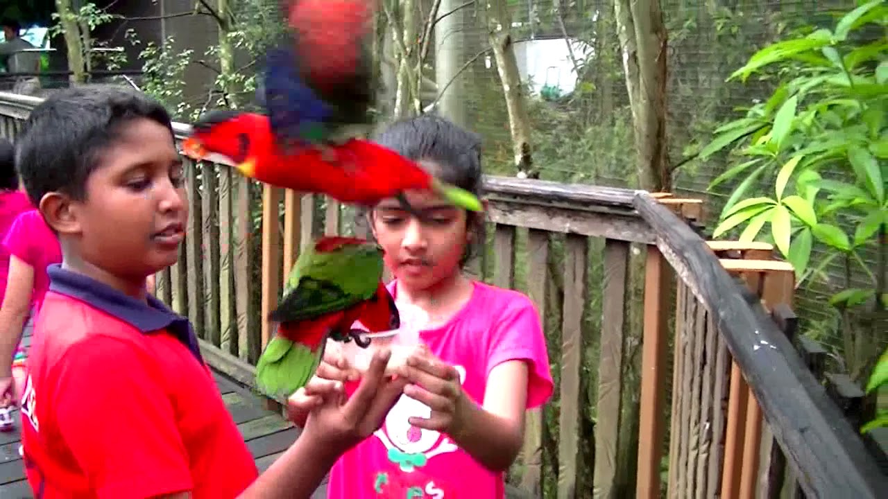 Pani Kurullane Nil Kobeiyane -Milton Mallawarachchi Song