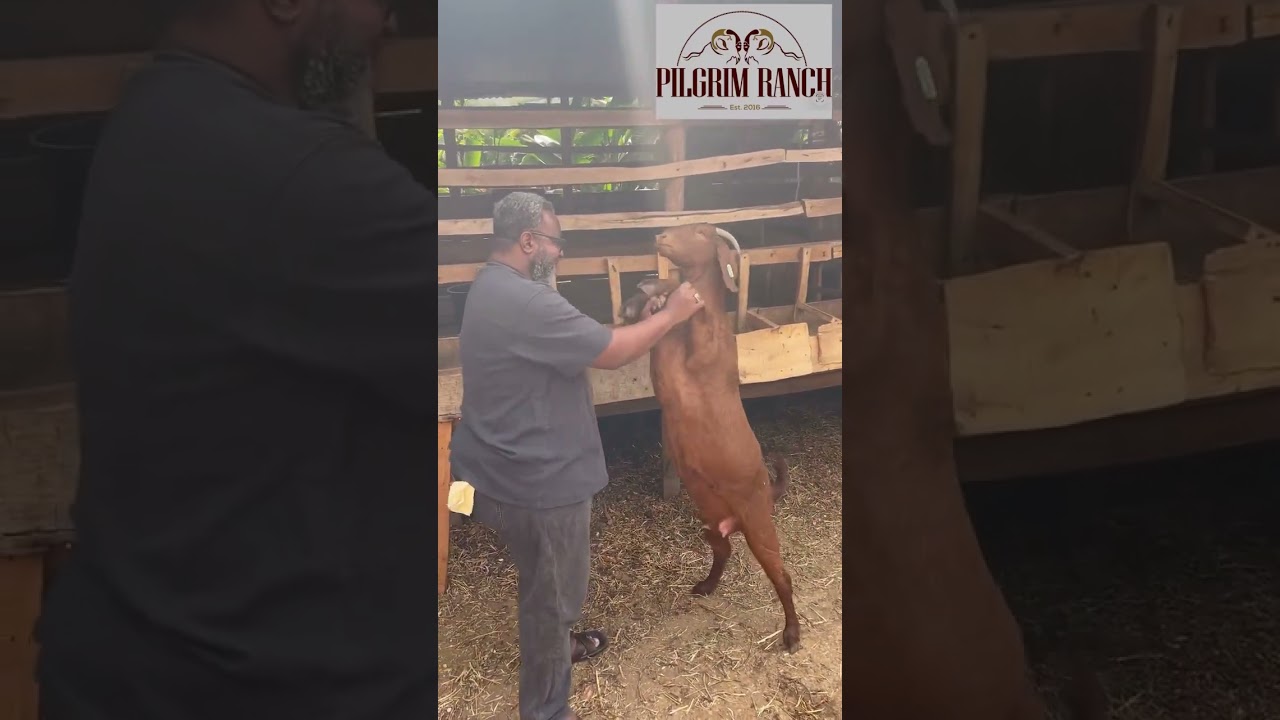 Our Kalahari red Goats at Pilgrim Ranch love Playing. That&rsquo;s a sign that they are happy.