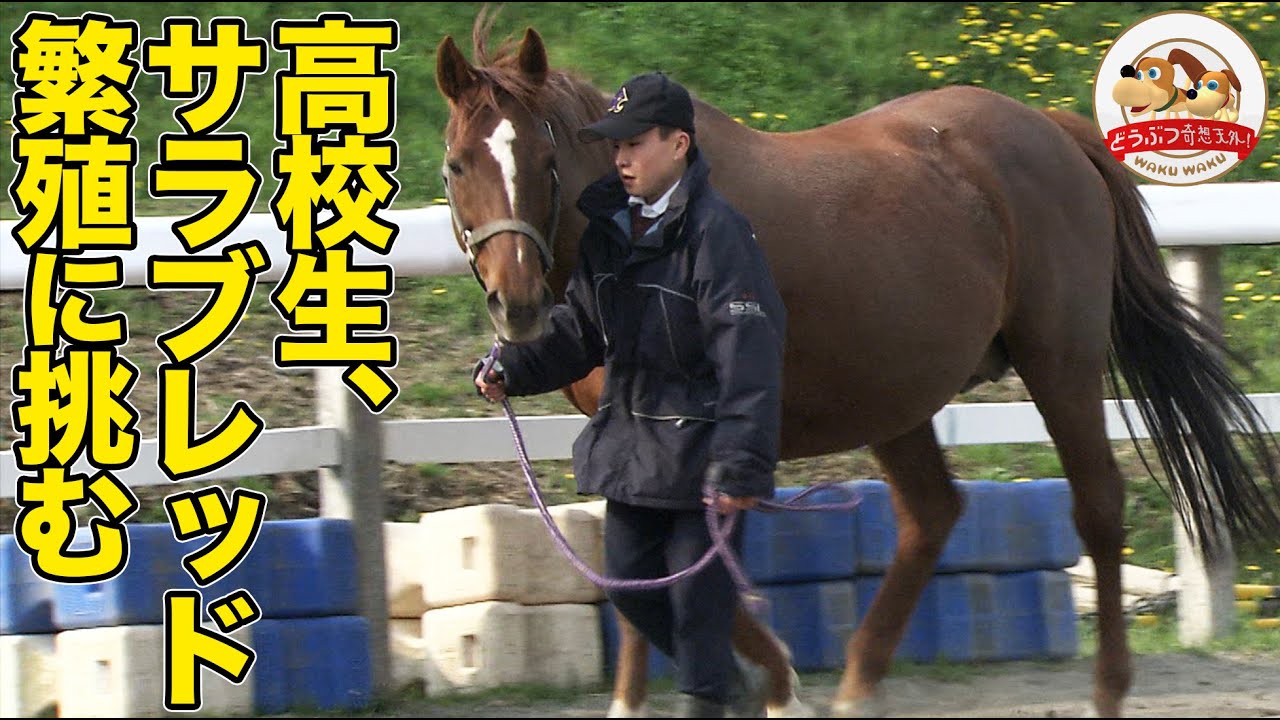 【人馬の絆】日本で唯一！サラブレッドの繁殖と育成に挑む高校生たち【どうぶつ奇想天外／WAKUWAKU】