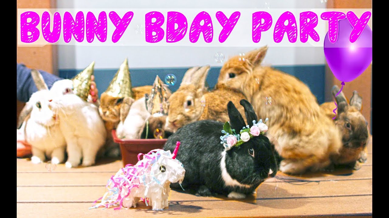 I THREW MY RABBIT A BIRTHDAY PARTY