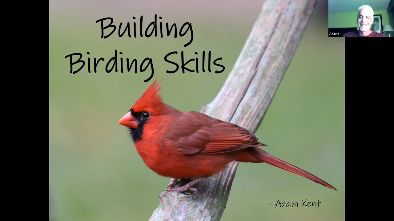 Alachua Audubon Evening Program: Building Birding Skills with Adam Kent (9 Nov 2020)