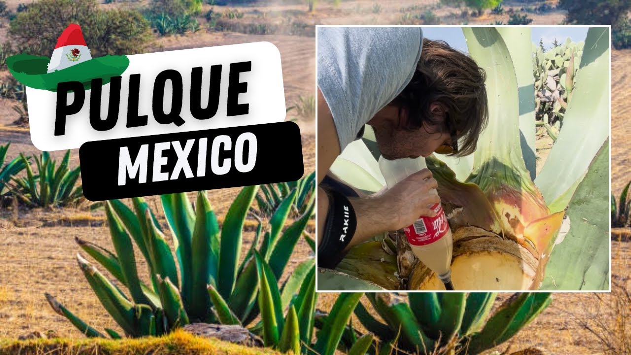 Pulque - Mexico's Ancient Alcohol - See How it's Made