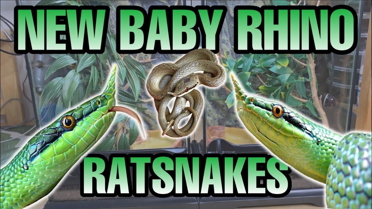 MEET MY BABY RHINOCEROS RATSNAKES (Gonyosoma boulengeri) + HOW TO SETUP TERRARIUMS!