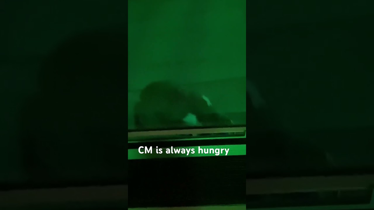CM waited all night on top of the car #cat #animals #feeding