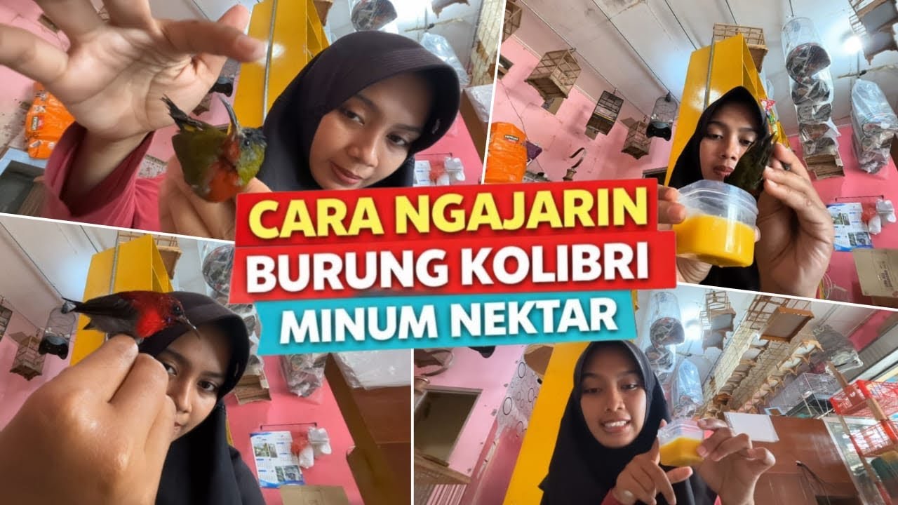 CARA NGAJARIN BURUNG KOLIBRI MINUM NEKSTAR BESSST!!!