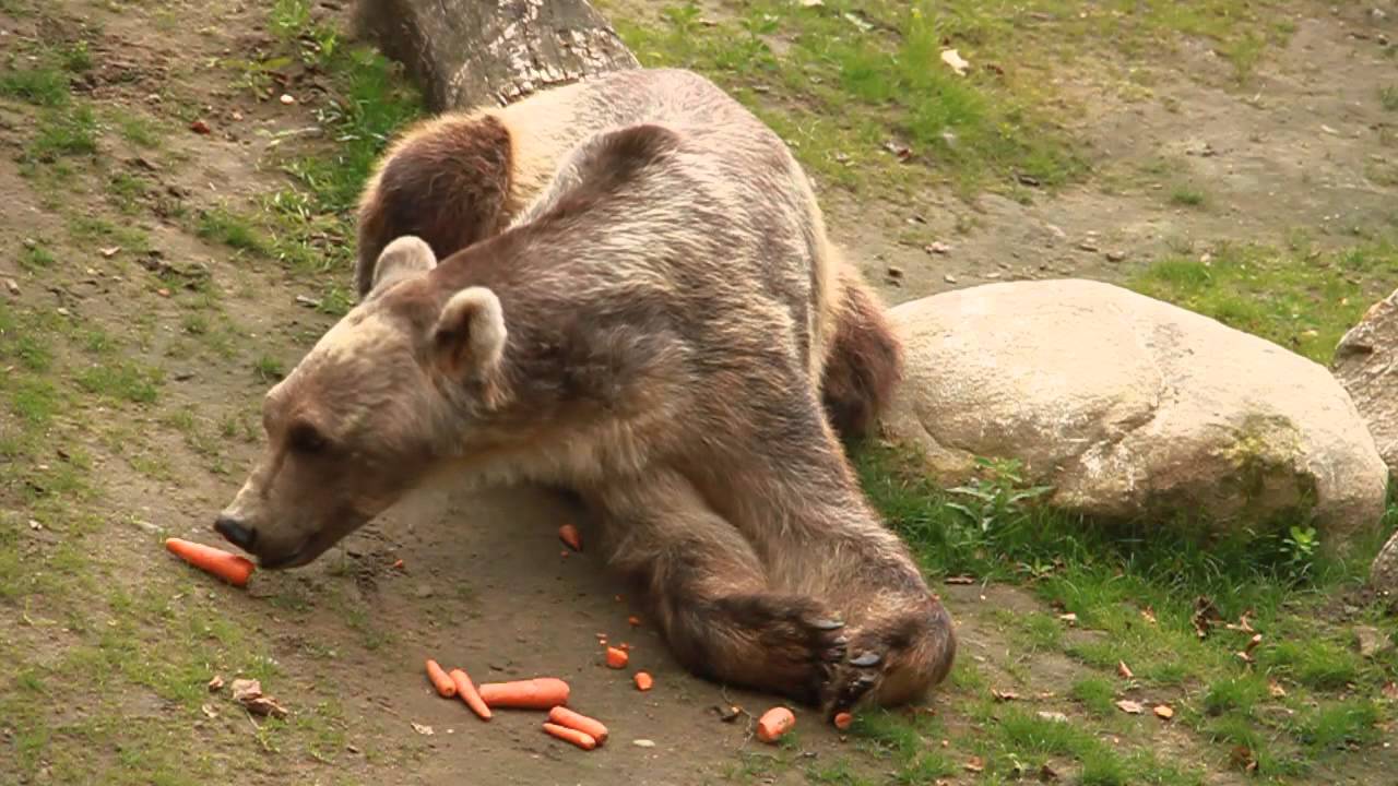 Der Zoo Osnabrück