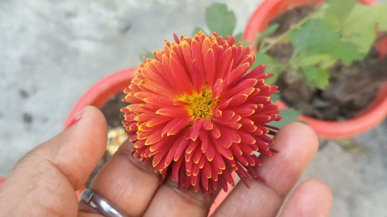 गुलदाउदी प्लांट की केयर कैसे करें और इसे कैसे लगे अपने बगीचे में।।