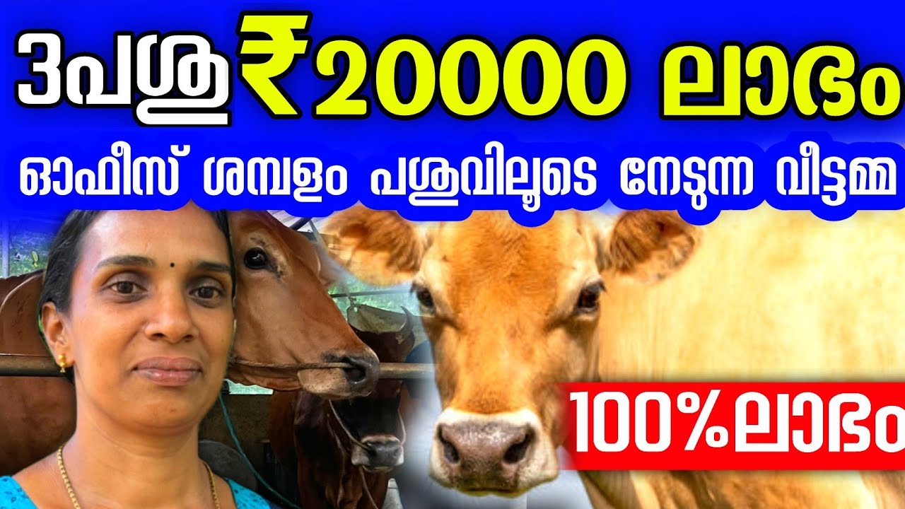 ഓഫീസിൽ കിട്ടുന്ന ശമ്പളം പശു വളർത്തി വീട്ടിൽ തന്നെ ഉണ്ടാക്കുന്ന വീട്ടമ്മ | Dairy farming malayalam 
