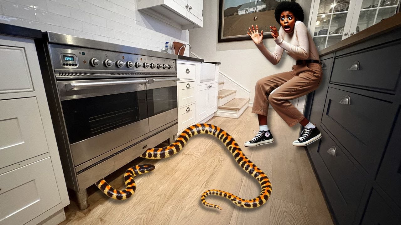 Venomous snake in her kitchen!