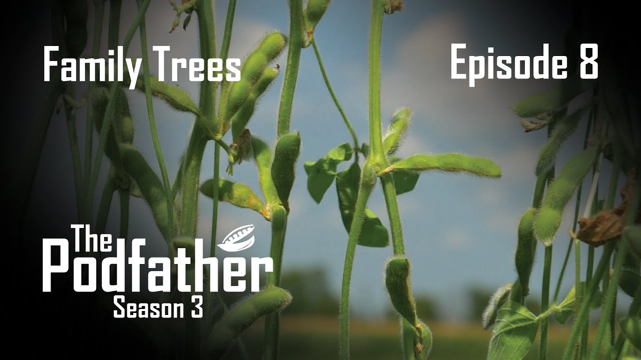 The Podfather | 308 | Family Trees 4K