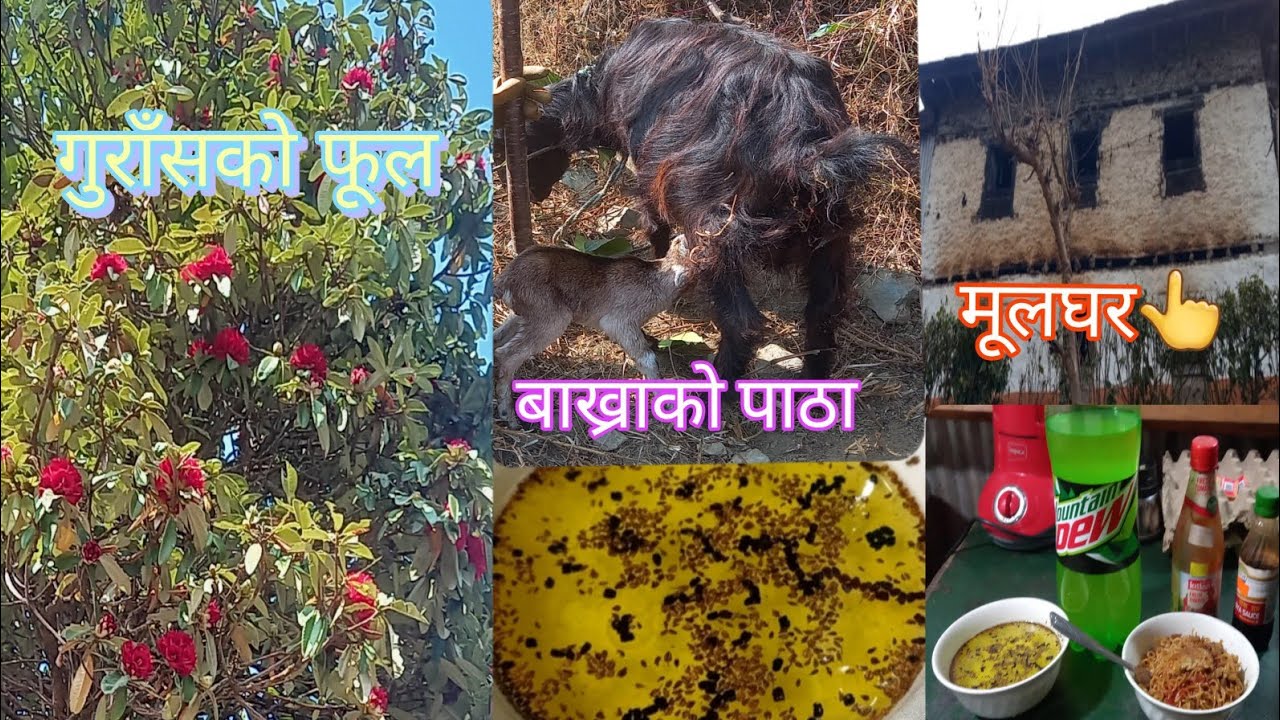 आजको मेरो काम सफा गर्ने।हाम्रो बाख्राले बच्चा जन्मायो है साथीहरू😁😀