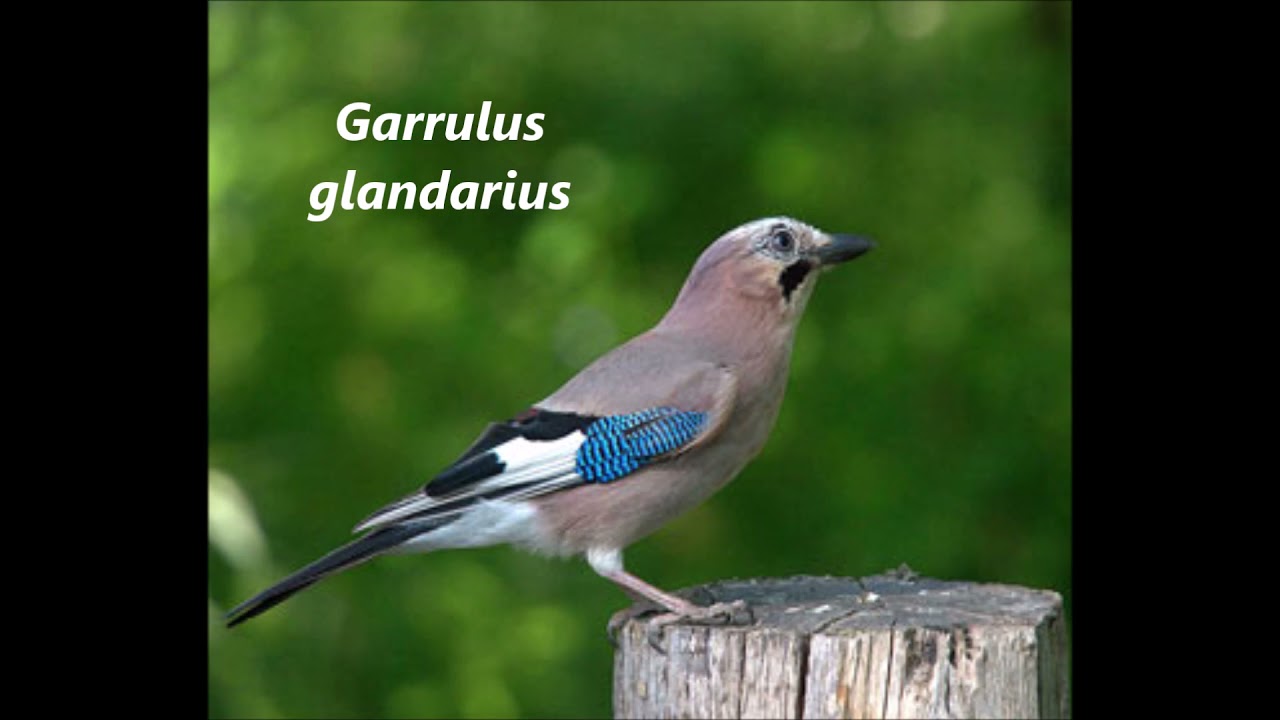 Imitazioni e versi della Ghiandaia - Jay imitation and calls - Garrulus glandarius #animals #nature
