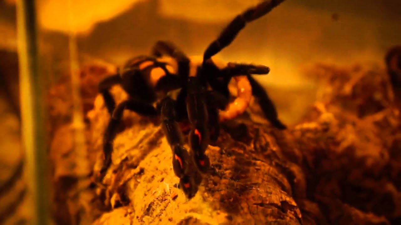 P.irminia eating Zophobas morio
