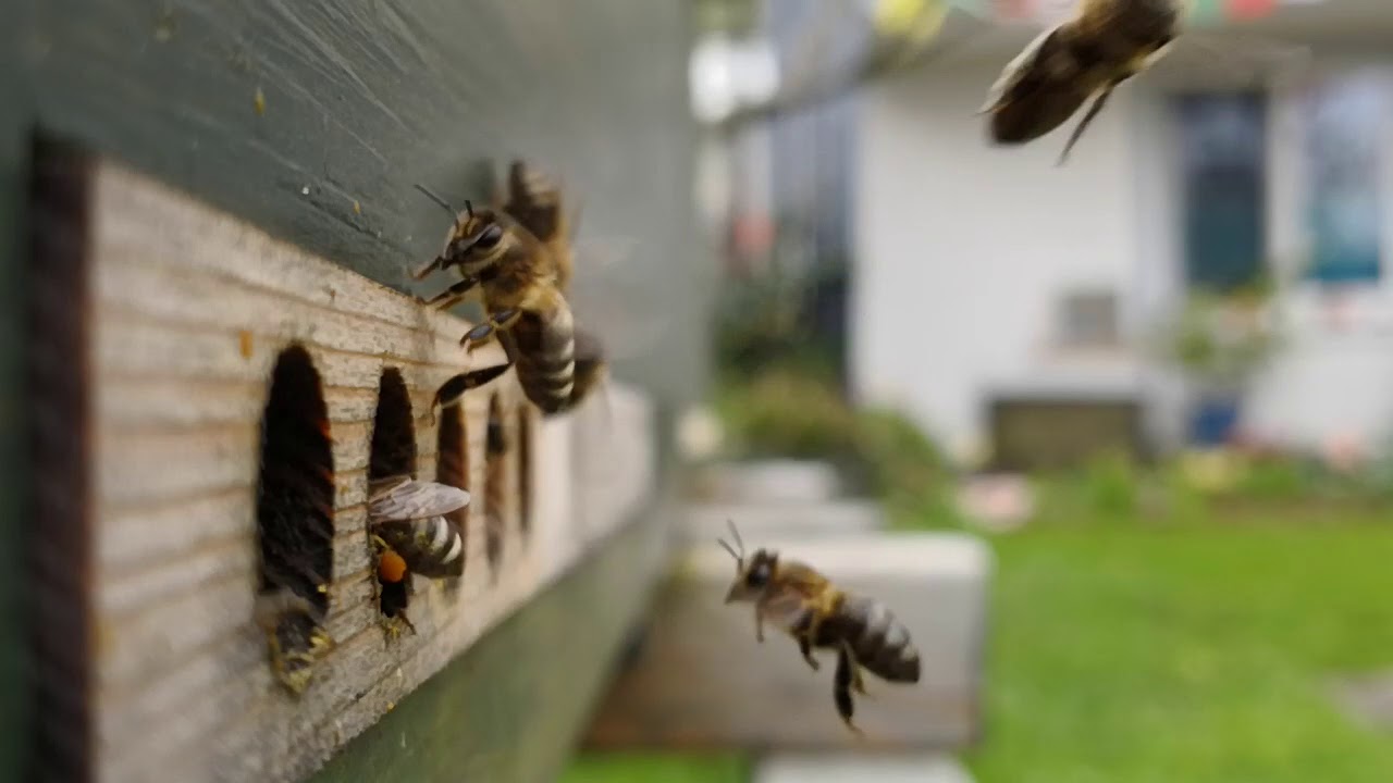 Frühlingsstress in der Schaubeute 15.04.2018