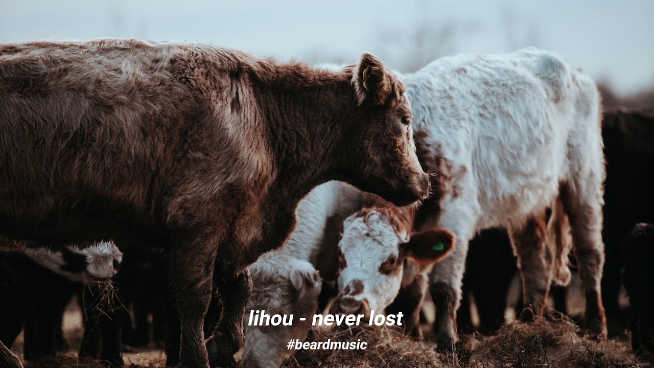 Lihou - Never Lost | Songs
