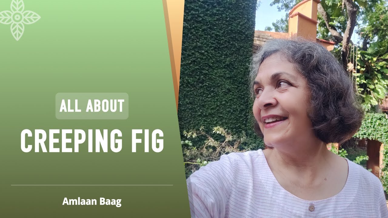 All About Creeping Fig or Ficus Repens | छिपकली की तरह दीवार पर चिपकती है ये बेल