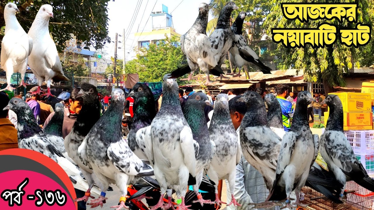 নয়াবাটি কবুতর হাট খুলনা ১৬-১-২৬pigeon market in bangladesh,khulna pigeon market#নয়াবাটি কবুতরের হাট