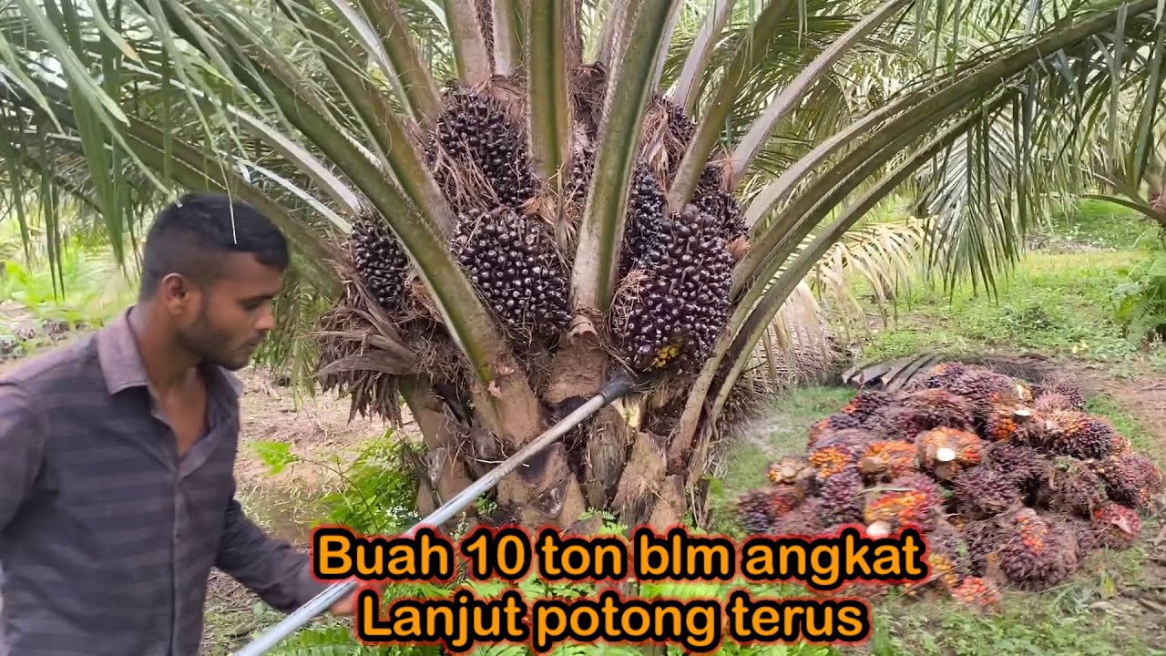 Kawan bangladesh panen sawit || buah 10 ton belum di angkt juga