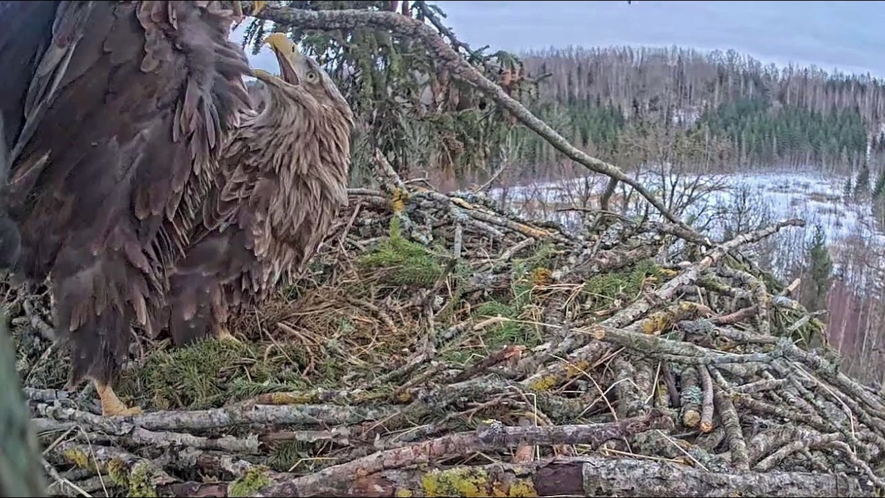 Jūras ērgļis~😁Pike wasn't big enough. Milda refuses Mating!🎶🎶 He sings & sings~5:21 PM 2026/03/01