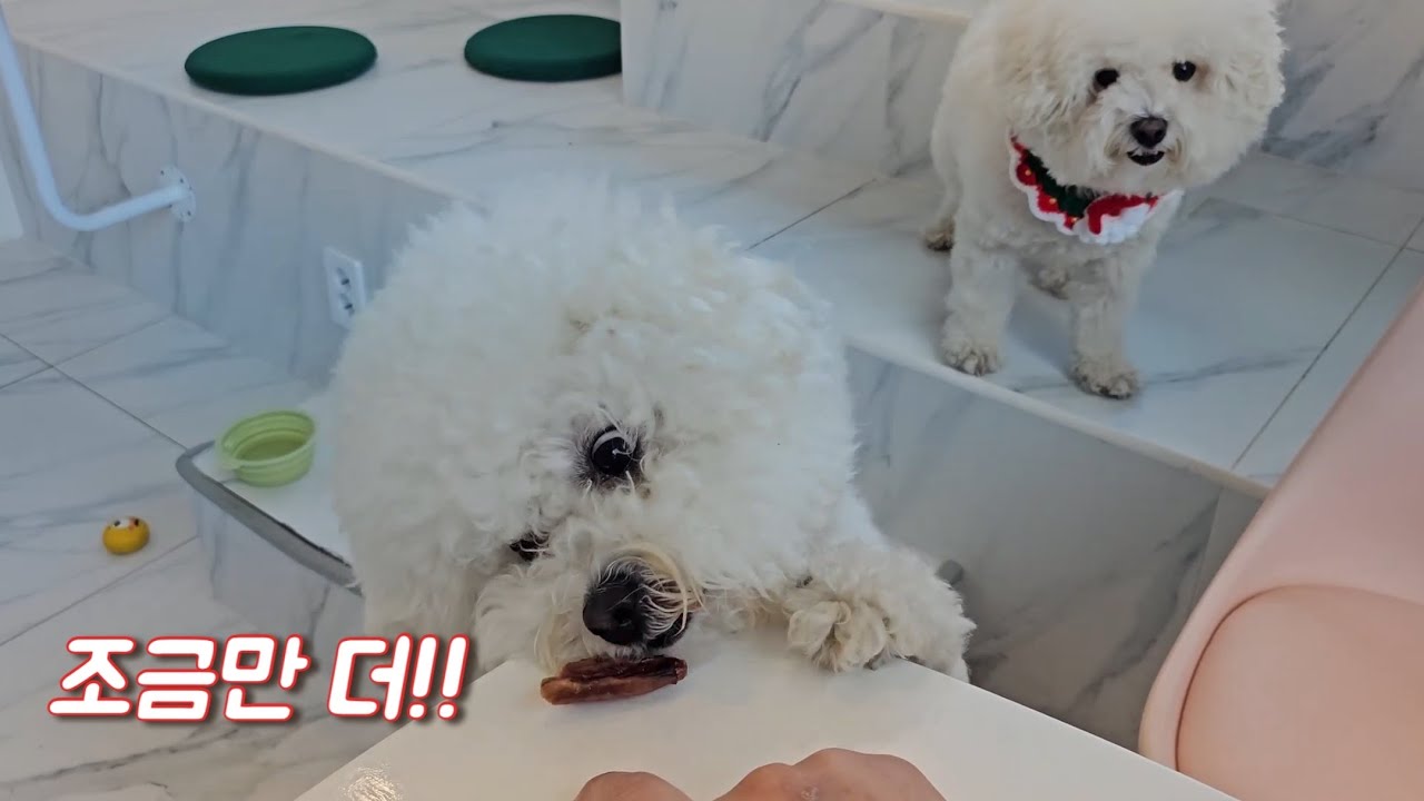 크리스마스에 만식이·춘식이랑 실내 강아지 카페 다녀온 날