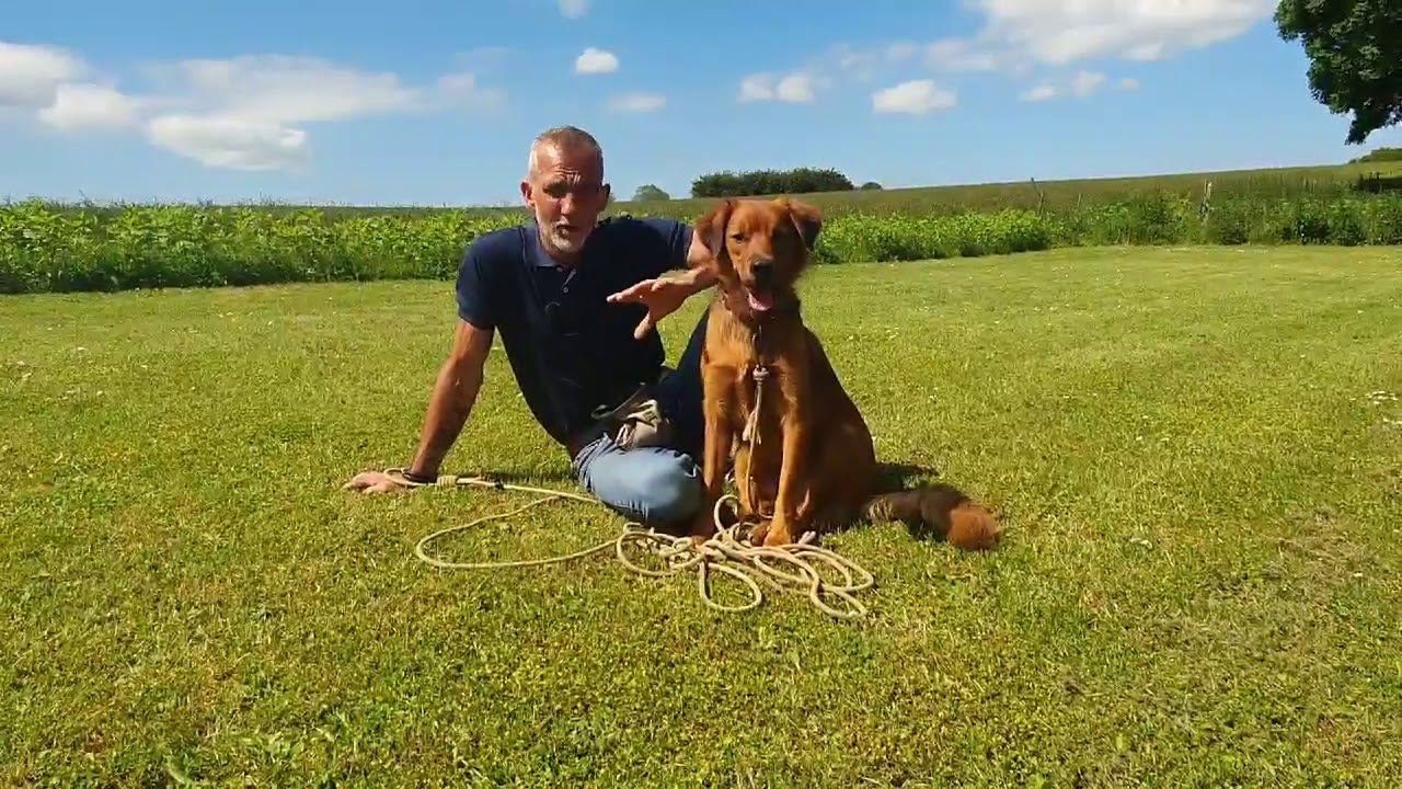 PIVER DIN HUND ?   SÅDAN LØSER DU DET