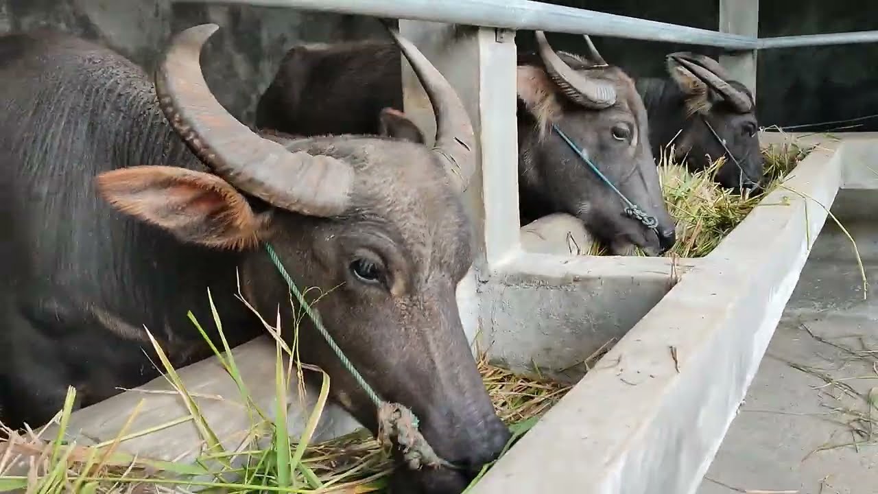 Kandang kerbau moderen, ada kerbau jumbo jumbo di kandang