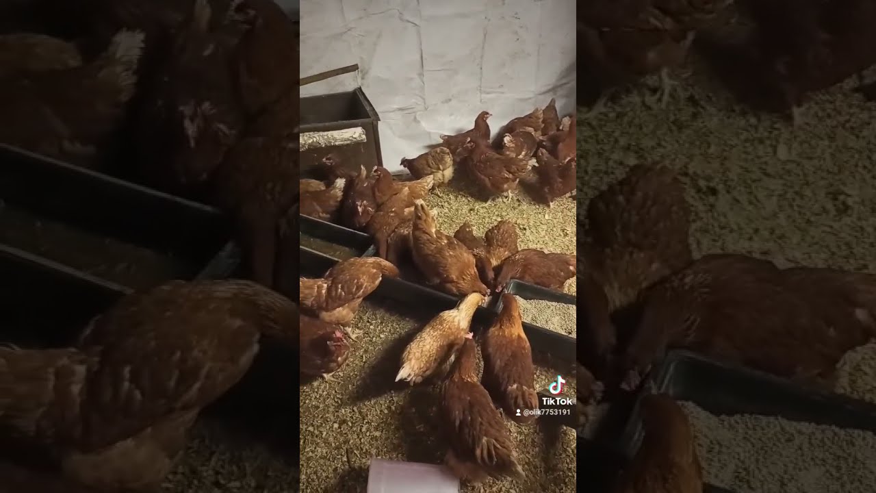100 кур молодок Ломан Браун | зимний курятник