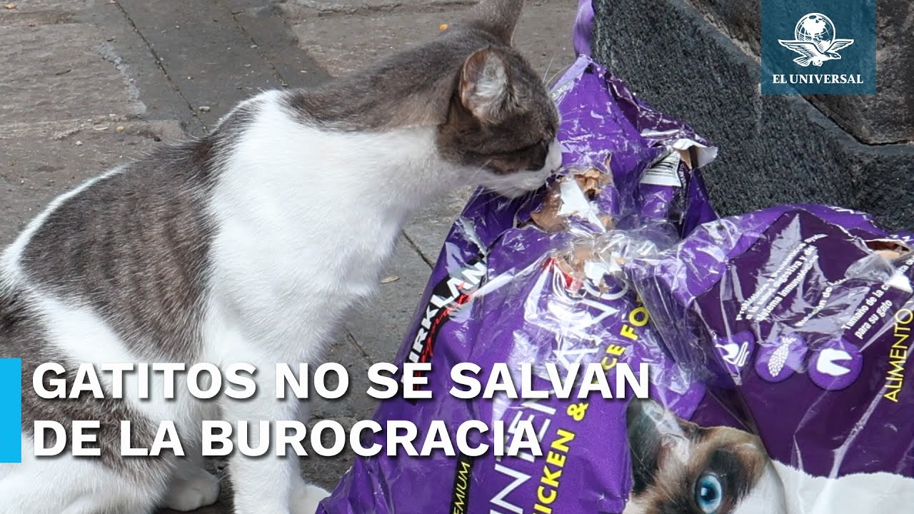 Ni los gatitos se salvan de la insensibilidad; obstruyen cuidado de michis del Panteón San Fernando
