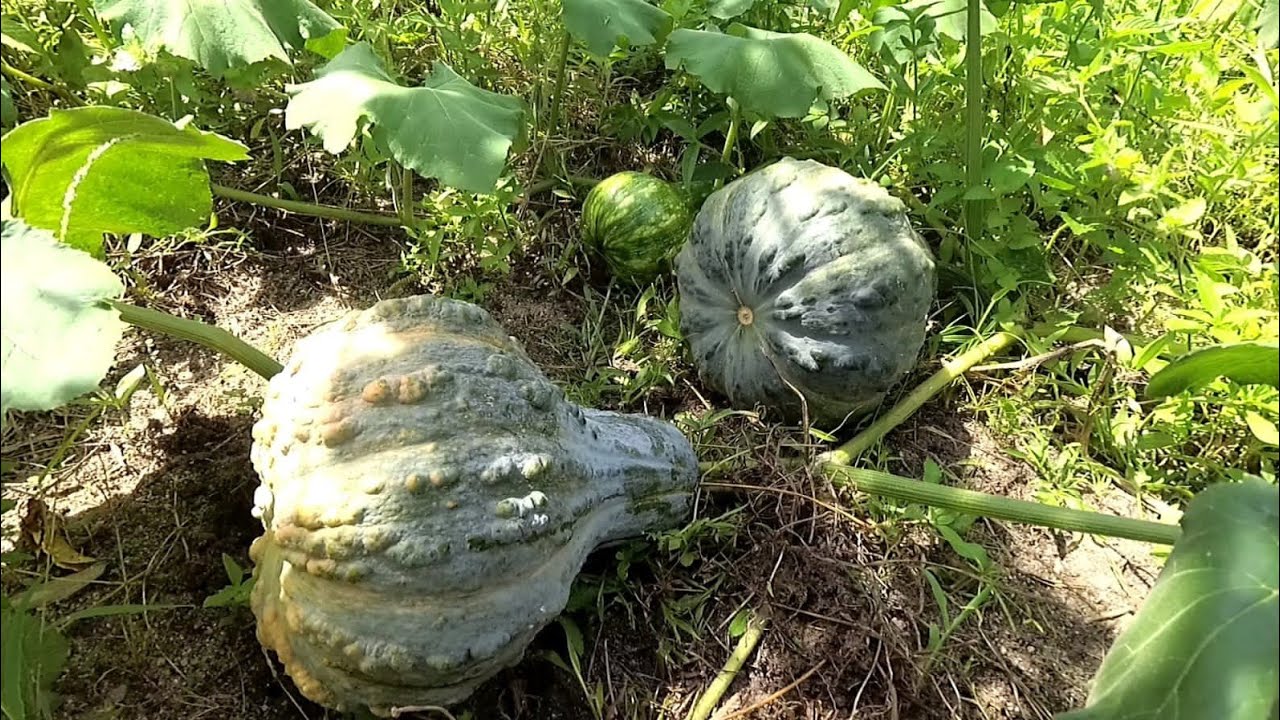 PODA DAS ABÓBORAS E O RESULTADO INCRÍVEL