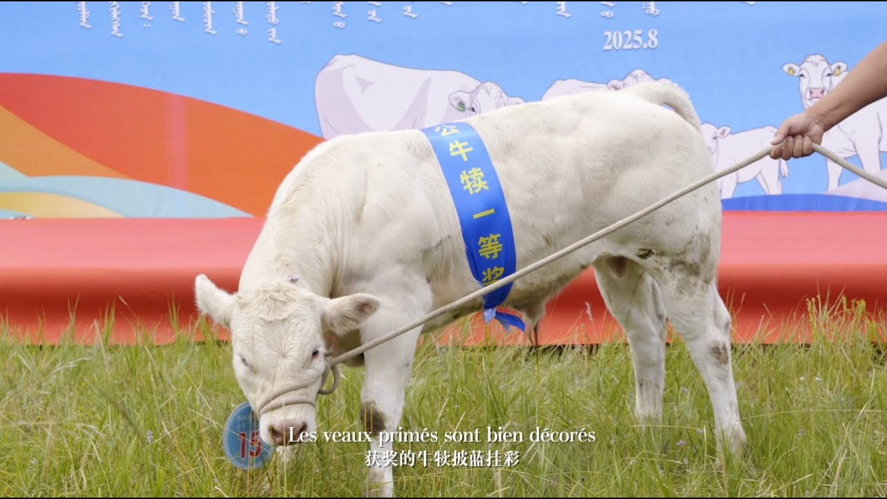 Les bœufs blancs d’Ujumqin – Partie 2 : l’arrivée des charolais sur les steppes chinoises 白牛 ”大使” 下集