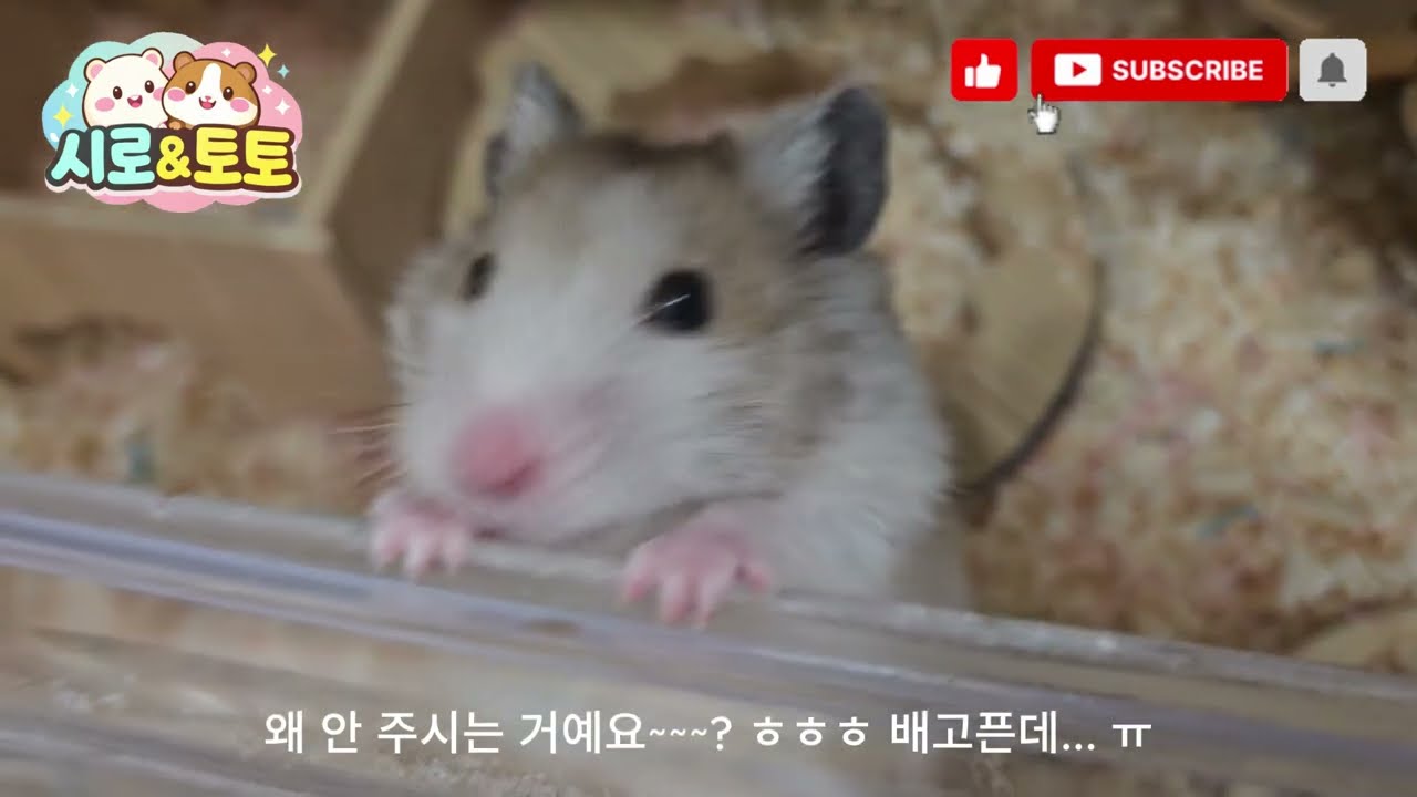 시로의 어디서 맛있는 냄새가...!