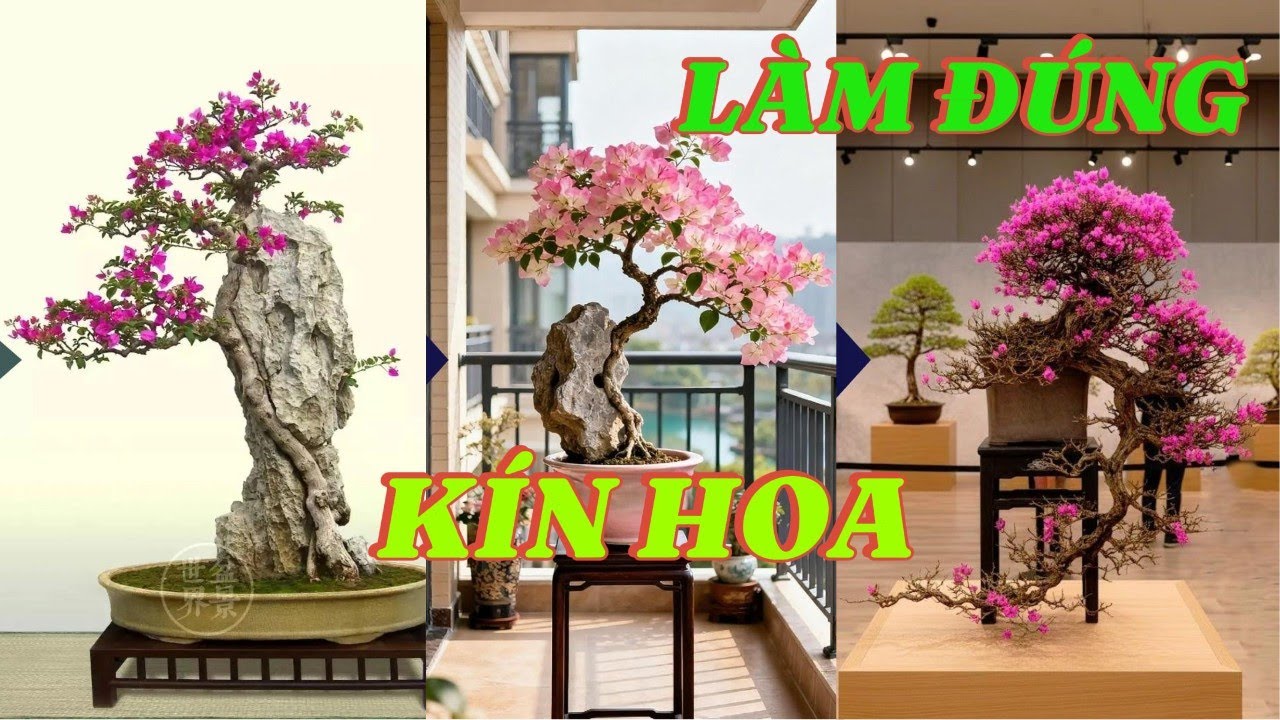 Chỉ Cần Làm Đúng 4 Điều Này – Hoa Giấy Nở Rực Kín Cây#hoa giấy#chăm sóc hoa giấy#cắt tỉa hoa giấy
