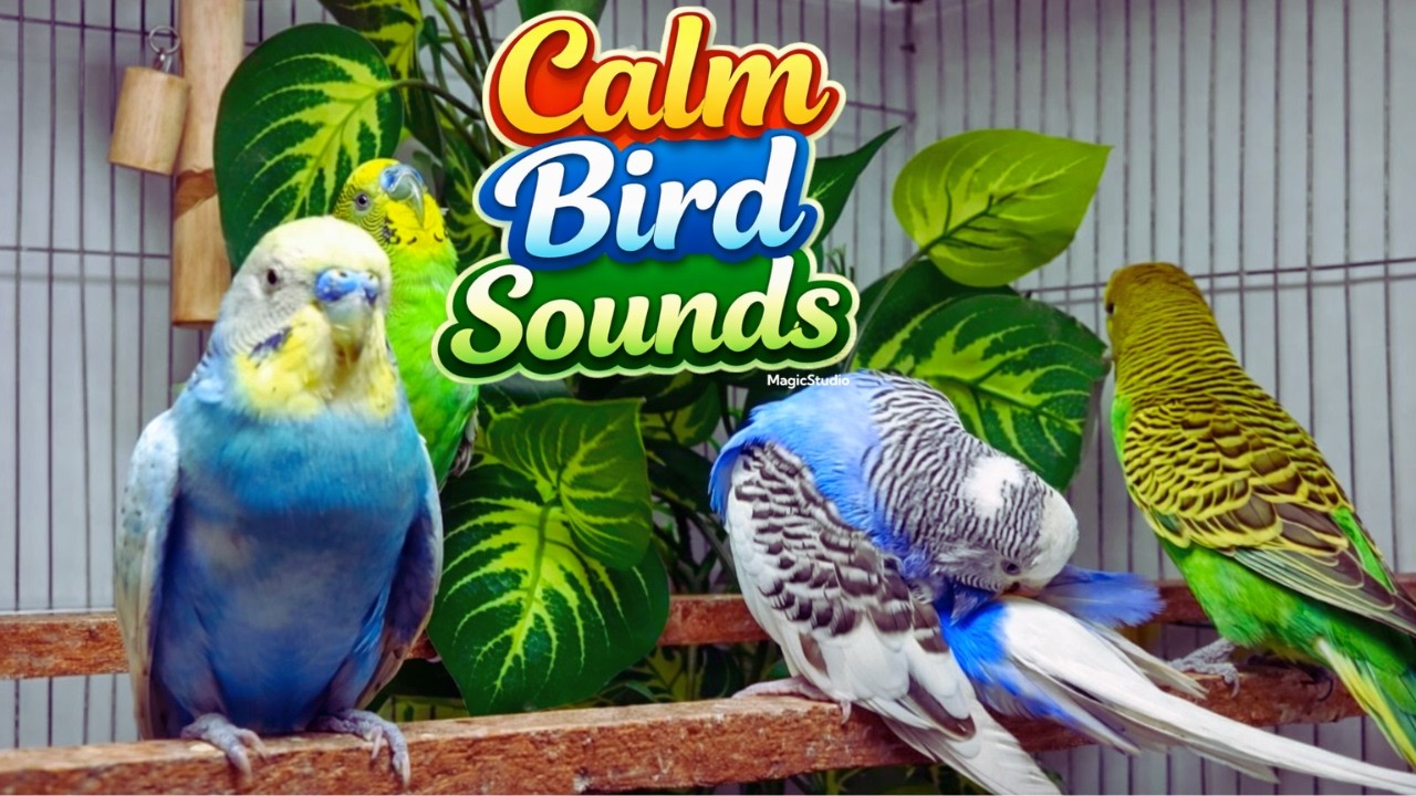 Relaxing Parakeet Chirping | Calm Budgie Birds Sounds