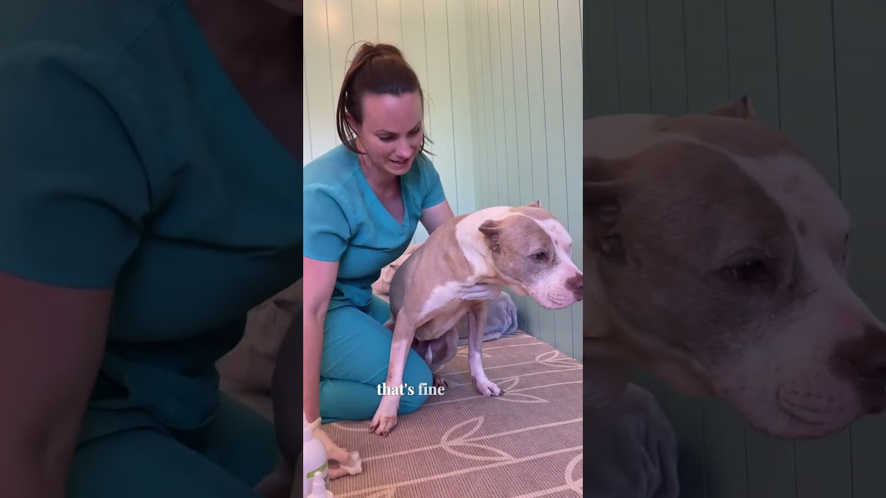 How To Clean Your Dog's Ears At Home