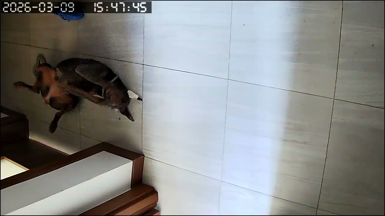 Köpeğim evde tek basına ne yapıyor ? #dog #doberman 