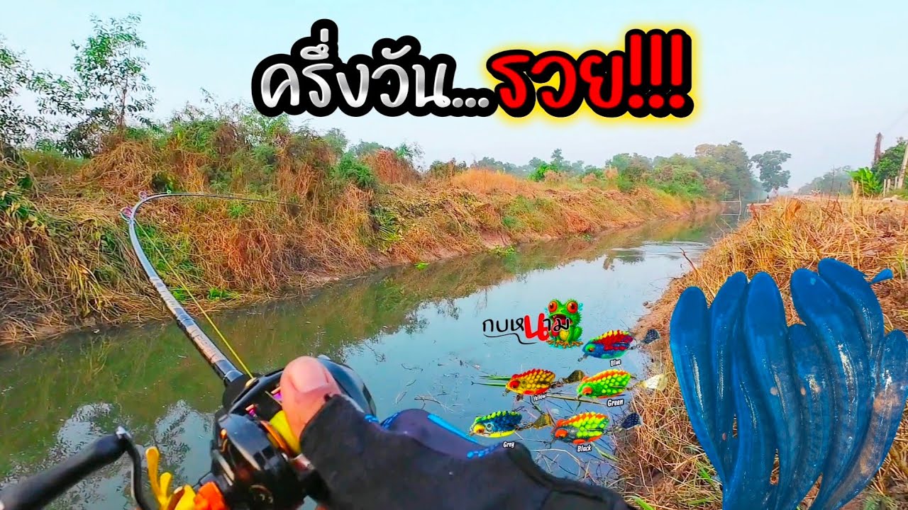 ครึ่งวัน...รวย!!! #ตกปลาช่อนข้างทาง #ตกปลาช่อนหมายแหน #กบหนาม