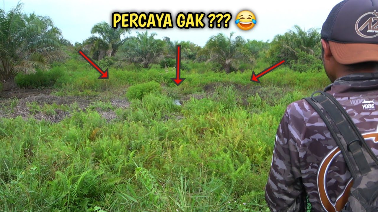 Coba Lempar Katak Tipu2 dipulau Paku & Kangkung ??? Lihat Reaksinya !!!