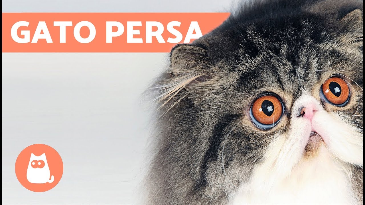 TIPOS DE GATOS PERSA - Razas de Gatos