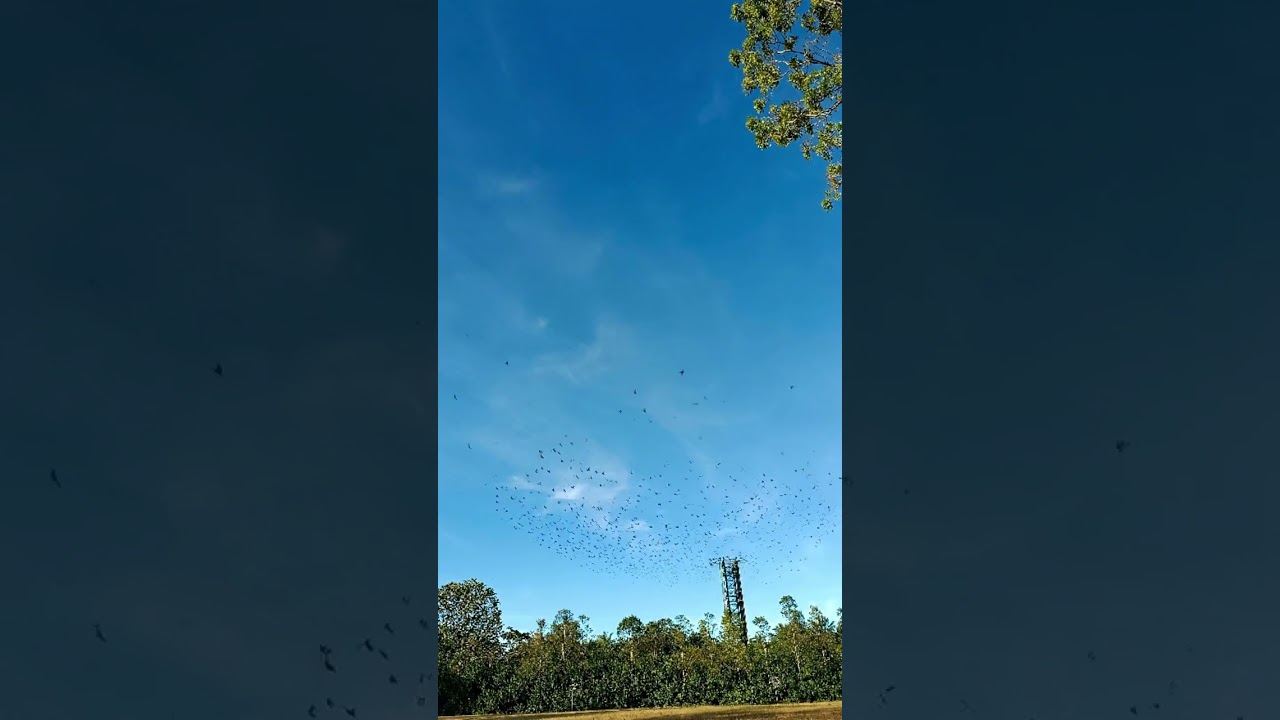 birds swarm the tower chirping loudly #shortvideo