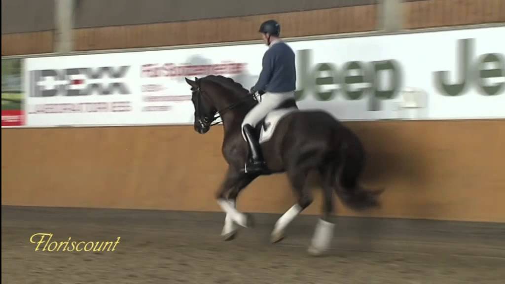 Floriscount v. Florencio I - Donnerhall, Training - B&ouml;ckmann Pferde