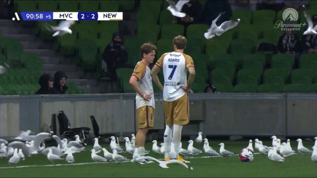 Alfred Hitchcock's Birds was evidently based in the A-League. Melbourne Victory vs Newcastle Jets.