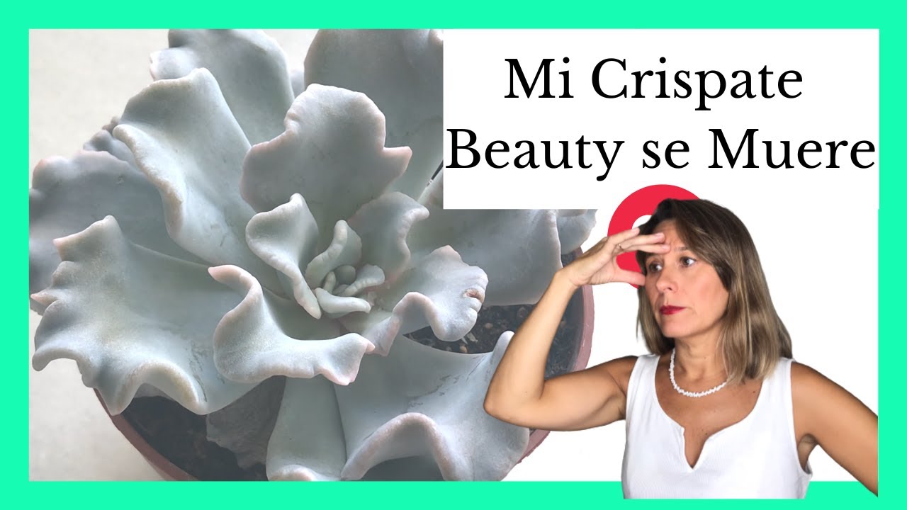 Trasplantando a mi Echeveria Crispate Beauty / Cómo Cuidarla y Salvarla de la Pudrición