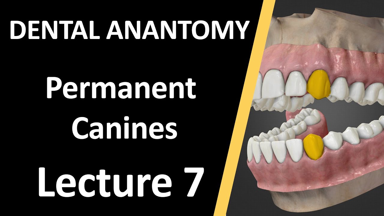 تشريح الاسنان المحاضرة السابعة - Dental Anatomy Permanent Canine